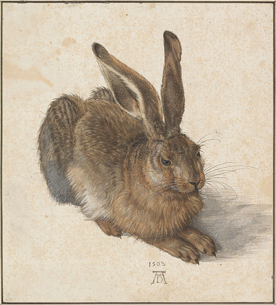 542px-Albrecht_Dürer_-_Hare,_1502_-_Google_Art_Project